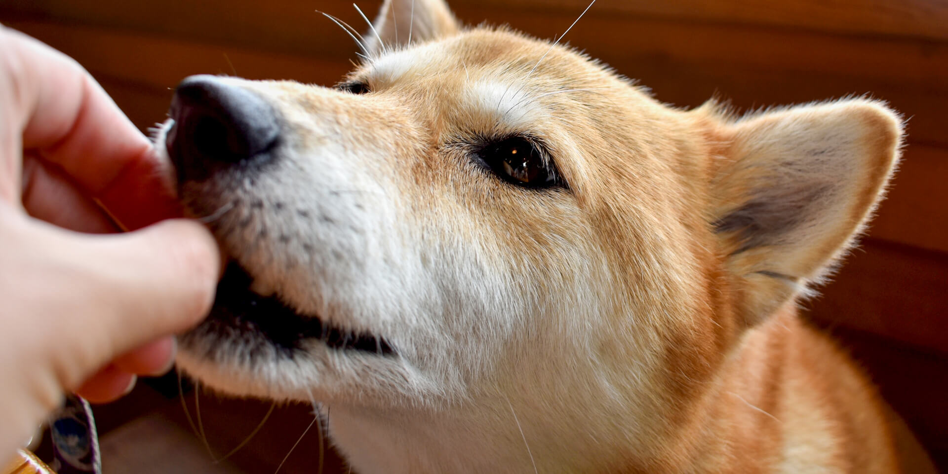 カプセルのままで : 